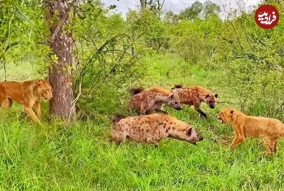 ببینید| ترفند هوشمندانه ماده شیر برای نجات دادن توله اش از دست کفتارها