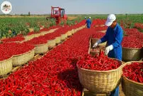(ویدئو) فرآیند تماشایی کشت، برداشت و فرآوری فلفل قرمز در چین