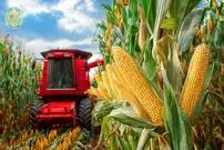 ببینید| چگونه هزاران تن ذرت در آمریکا برداشت و فرآوری می شود؟