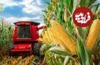 ببینید| چگونه هزاران تن ذرت در آمریکا برداشت و فرآوری می شود؟