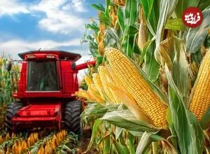 ببینید| چگونه هزاران تن ذرت در آمریکا برداشت و فرآوری می شود؟