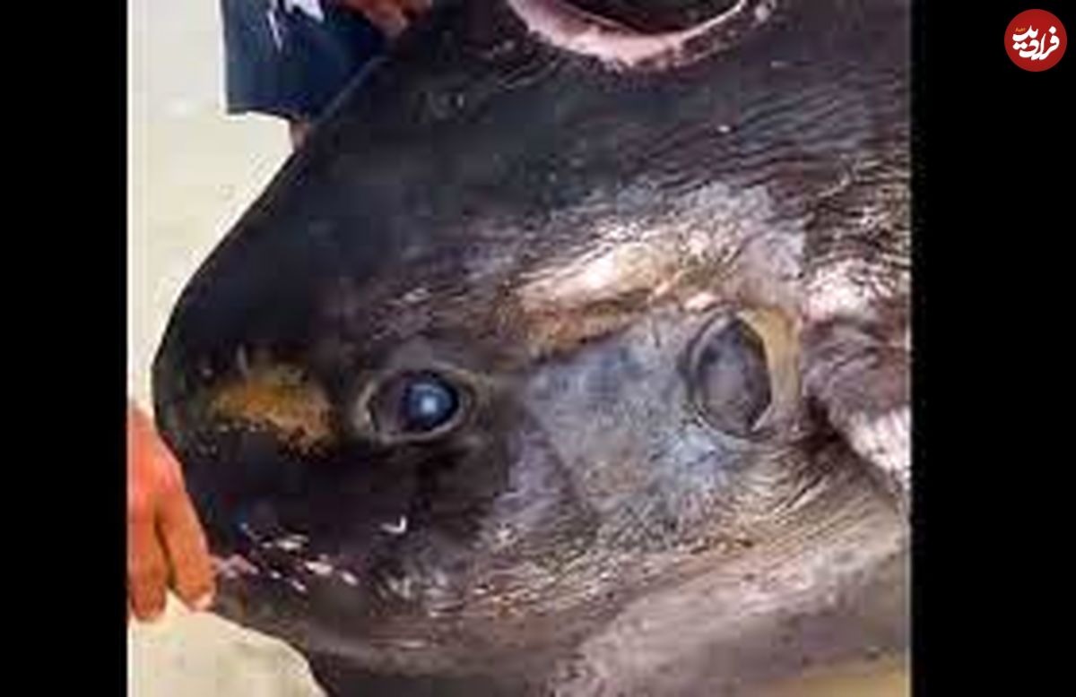 (ویدیو) تصاویر عجیب جای دندان‌های موجود غول‌پیکر روی جنازه یک ماهی!