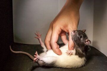 نتیجه باورنکردنی تزریق خون موش‌های جوان به موش‌های پیر