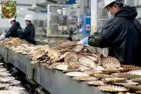 (ویدئو) عملیات دیدنی صید و پردازش صدها تن گوش ماهی و صدف از نمای نزدیک