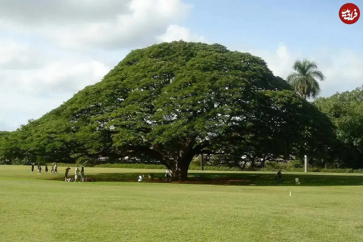 تصاویر؛ درخت باران؛ درختی شبیه چتر و تاجی به اندازه بال‌های هواپیما که هنگام بارش باران می‌خوابد و سالی ۴۴ میلیارد تومان درآمد دارد