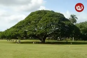 تصاویر؛ درخت باران؛ درختی شبیه چتر و تاجی به اندازه بال‌های هواپیما که هنگام بارش باران می‌خوابد و سالی ۴۴ میلیارد تومان درآمد دارد