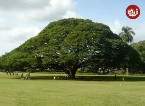 تصاویر؛ درخت باران؛ درختی شبیه چتر و تاجی به اندازه بال‌های هواپیما که هنگام بارش باران می‌خوابد و سالی ۴۴ میلیارد تومان درآمد دارد