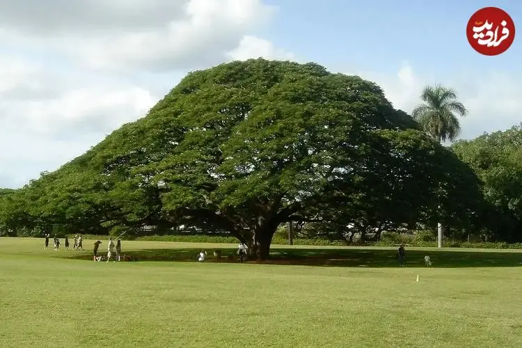 تصاویر؛ درخت باران؛ درختی شبیه چتر و تاجی به اندازه بال‌های هواپیما که هنگام بارش باران می‌خوابد و سالی ۴۴ میلیارد تومان درآمد دارد