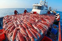 ببینید| فرآیند صید و فرآوری هزاران ماهی مرکب در کره جنوبی از نمای نزدیک