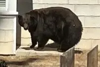 (عکس) دستگیری خرس تحت تعقیب!