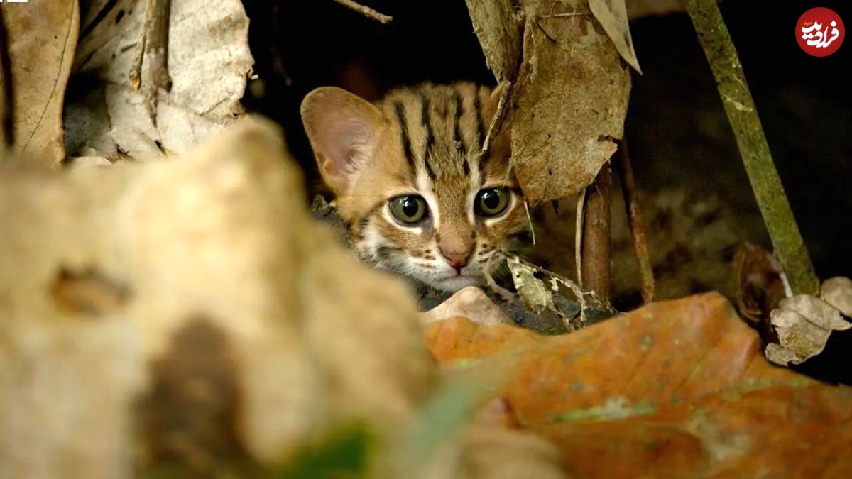 (ویدئو) کوچک ترین گربه وحشی جهان با 900 گرم وزن