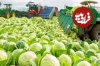 ببینید؛ مراحل دیدنی کاشت، برداشت و فرآوری میلیون ها تن کلم در مزارع آمریکا