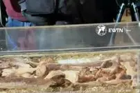 ببینید| نمایش بقایای پیکر یک قدیس پس از ۸۰۰ سال