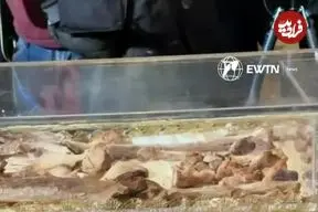 ببینید| نمایش بقایای پیکر یک قدیس پس از ۸۰۰ سال