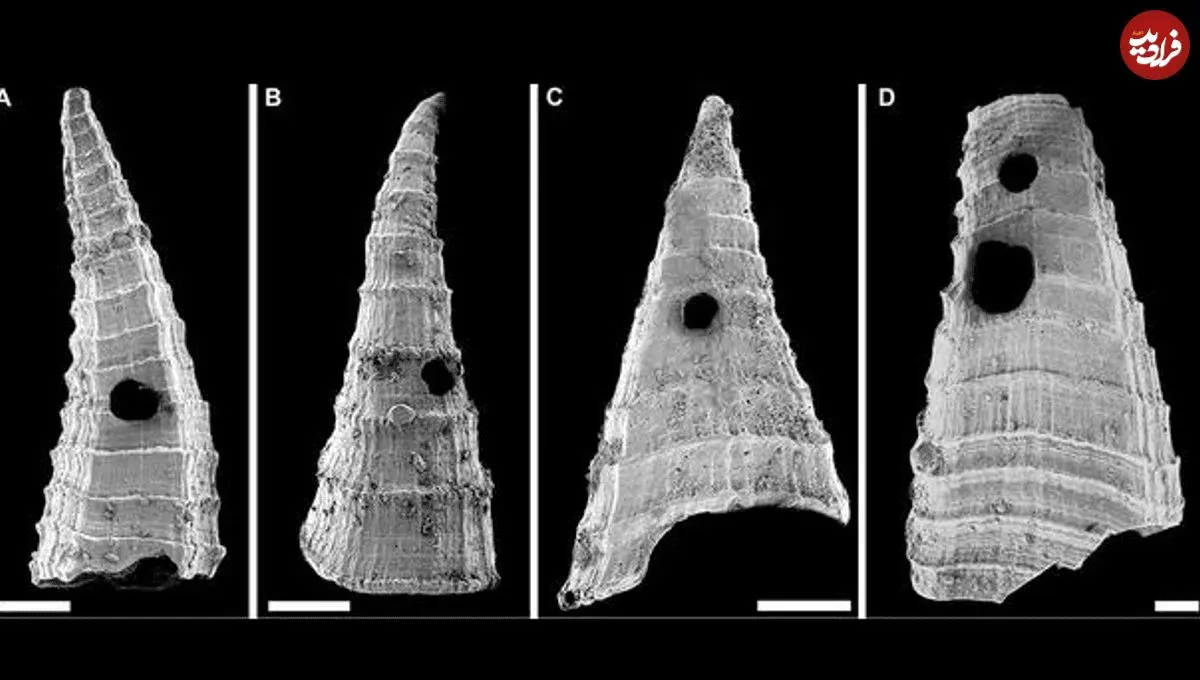 راز سوراخ‌هایی که در فسیل‌های 500 میلیون‌ ساله مشاهده شدند