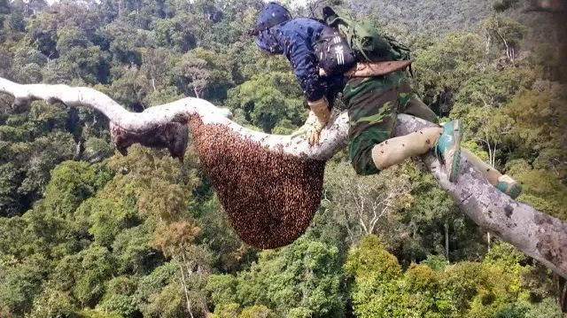(ویدئو) ماجراجویی شگفت انگیز یک شکارچی عسل وحشی در جنگل های اکوادور 