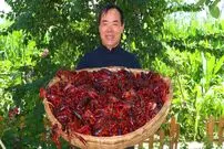 ببینید؛ غذای روستایی در چین؛ پخت نودل با 9 کیلو خرچنگ دریایی و فلفل