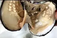 (ویدئو) لحظه هیجان‌انگیز استخراج مروارید طبیعی از دل صدف