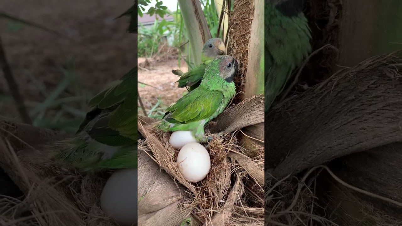 (ویدئو) لحظه حیرت انگیز بیرون آمدن یک طوطی از تخم