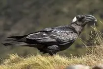 (عکس) منقار عجیب و استثنایی بزرگترین کلاغ جهان