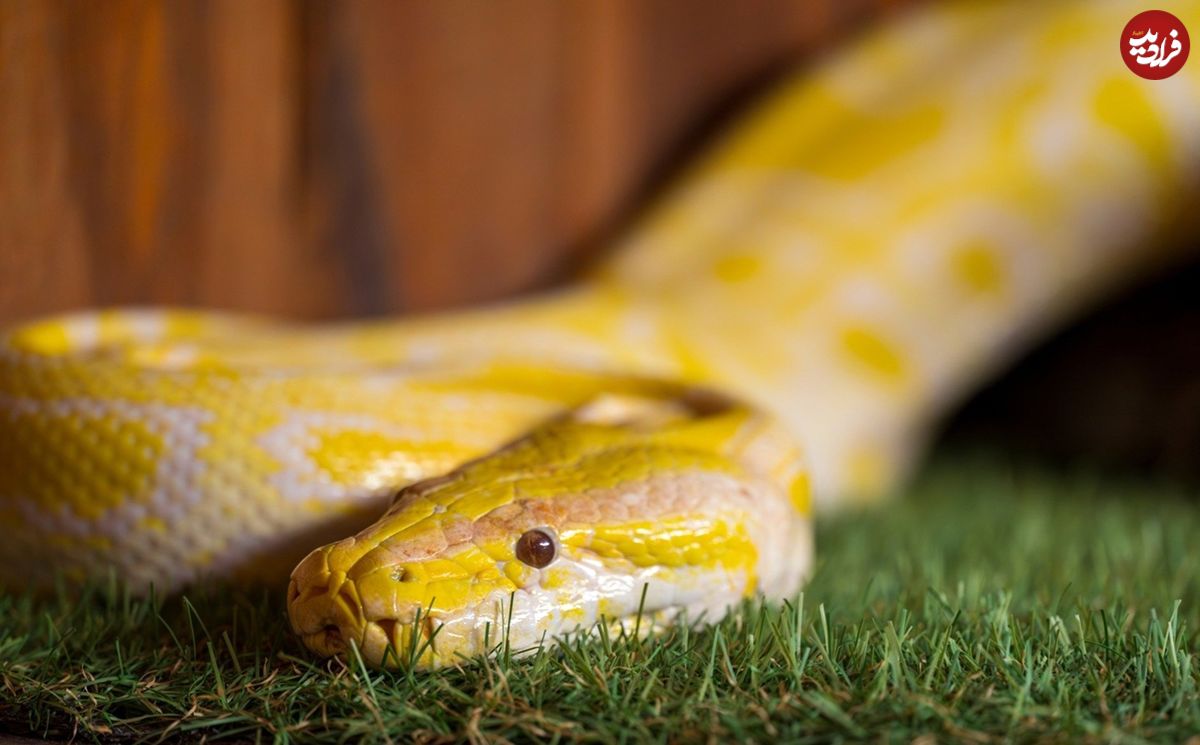 ویژگی شگفتانگیز «ادرار مار» که میتواند راهی برای درمان بیماریهای انسان باشد