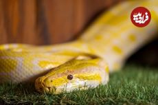 ویژگی شگفت‌انگیز «ادرار مار» که می‌تواند راهی برای درمان بیماری‌های انسان باشد