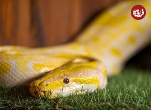 ویژگی شگفت‌انگیز «ادرار مار» که می‌تواند راهی برای درمان بیماری‌های انسان باشد