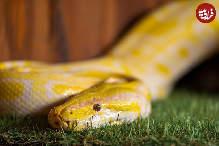 ویژگی شگفت‌انگیز «ادرار مار» که می‌تواند راهی برای درمان بیماری‌های انسان باشد