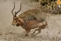 (ویدئو) شکار ماهرانه یک ایمپالا توسط پلنگ