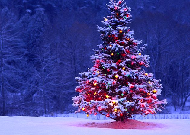 (ویدئو) درخت کریسمس کاخ کرملین اینگونه انتخاب می‌شود 