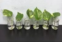 (ویدئو) دو روش ساده و سریع برای تکثیر گیاه پتوس