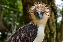 7 پرندۀ کمیاب جهان که در معرض انقراض هستند