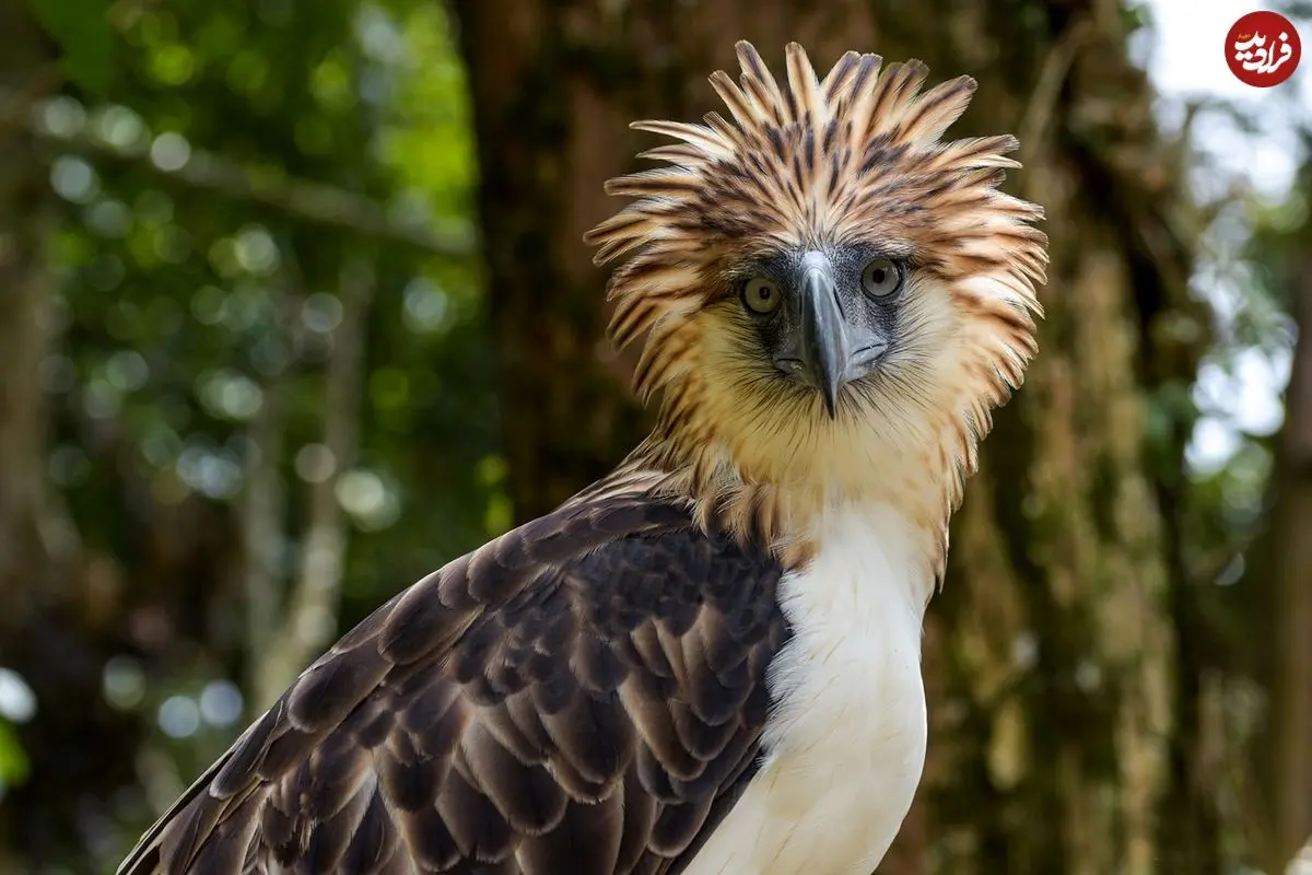 7 پرندۀ کمیاب جهان که در معرض انقراض هستند