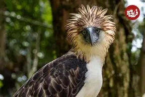 7 پرندۀ کمیاب جهان که در معرض انقراض هستند