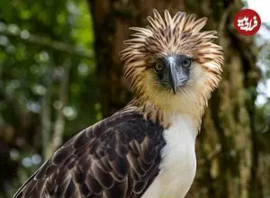 7 پرندۀ کمیاب جهان که در معرض انقراض هستند