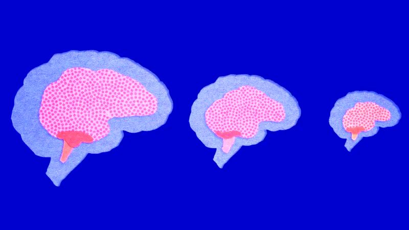 رمزگشایی از راز کوچک شدن مغز انسان در طول زمان