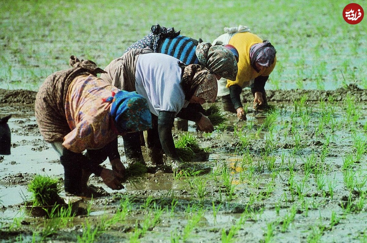 عکس؛ سفر در زمان؛ قیمت برنج در مازندران ۷۰ تومان ارزان شد!