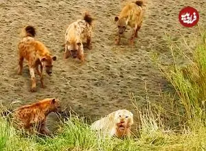 ببینید| شیر بخت برگشته در محاصره کفتارها؛ وقتی سلطان جنگل تقاضای کمک می کند!