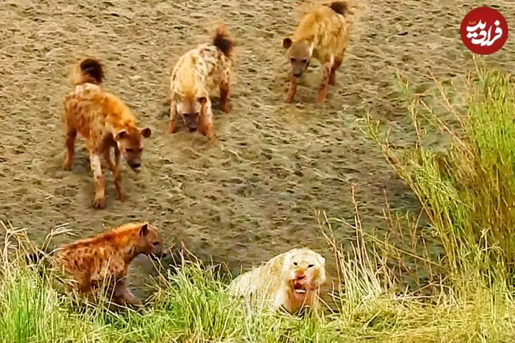ببینید| شیر بخت برگشته در محاصره کفتارها؛ وقتی سلطان جنگل تقاضای کمک می کند!