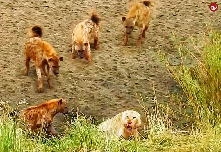 ببینید| شیر بخت برگشته در محاصره کفتارها؛ وقتی سلطان جنگل تقاضای کمک می کند!