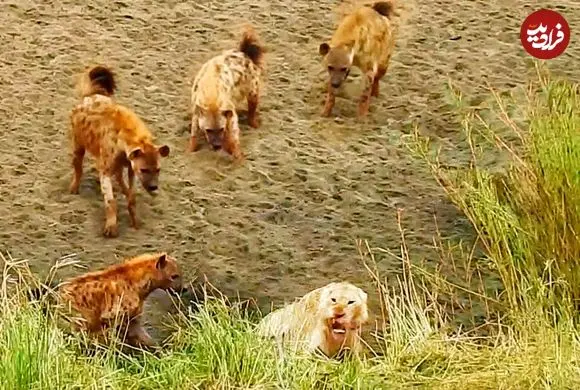 ببینید| شیر بخت برگشته در محاصره کفتارها؛ وقتی سلطان جنگل تقاضای کمک می کند!