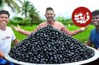 ببینید؛ غذای روستایی در هند؛ تهیه مربا با آلوی جاوه ای در طبیعت
