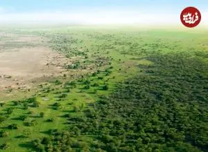 چین آن‌قدر درخت کاشته که نقشه توزیع آب کشور دگرگون شده است