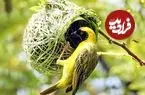 ساختن لانه کار سختی است؛ به همین دلیل پرندگان گاهی به دزدی رو می‌آورند