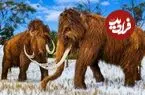 انسان‌های عصر یخبندان ماموت‌های ماده را می‌پسندیدند!