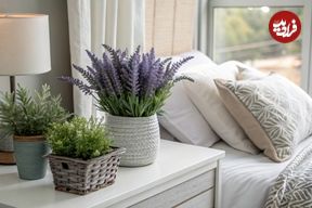 ۶ گیاه آپارتمانی عالی برای استفاده در اتاق خواب