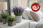 ۶ گیاه آپارتمانی عالی برای استفاده در اتاق خواب