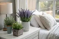 ۶ گیاه آپارتمانی عالی برای استفاده در اتاق خواب