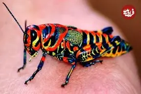 ببینید| ۵ گونه حشره زیبا که باور نمی‌کنید واقعی باشند