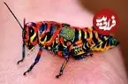 ببینید| ۵ گونه حشره زیبا که باور نمی‌کنید واقعی باشند